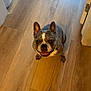 Bella joined the competition — help win amazing prizes! dog, french_bulldog, smiling, indoor, wooden_floor, pet, animal, canine, flooring, happy, looking_up, ears_up, home, rug, trash_bin, brown, white, friendly, companion, cute