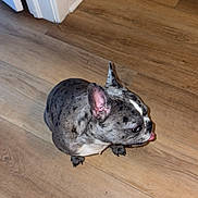 Bella joined the competition — help win amazing prizes! dog, french_bulldog, brindle, pet, animal, indoor, wooden_floor, tongue_out, cute, small_dog, canine, ears, flooring, door_frame, looking_away, domestic_animal, companion, floor, house, mammal