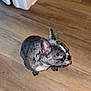 dog, french_bulldog, brindle, pet, animal, indoor, wooden_floor, tongue_out, cute, small_dog, canine, ears, flooring, door_frame, looking_away, domestic_animal, companion, floor, house, mammal