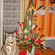 Clochette a rejoint le concours — aidez-le/la à gagner de superbes lots !