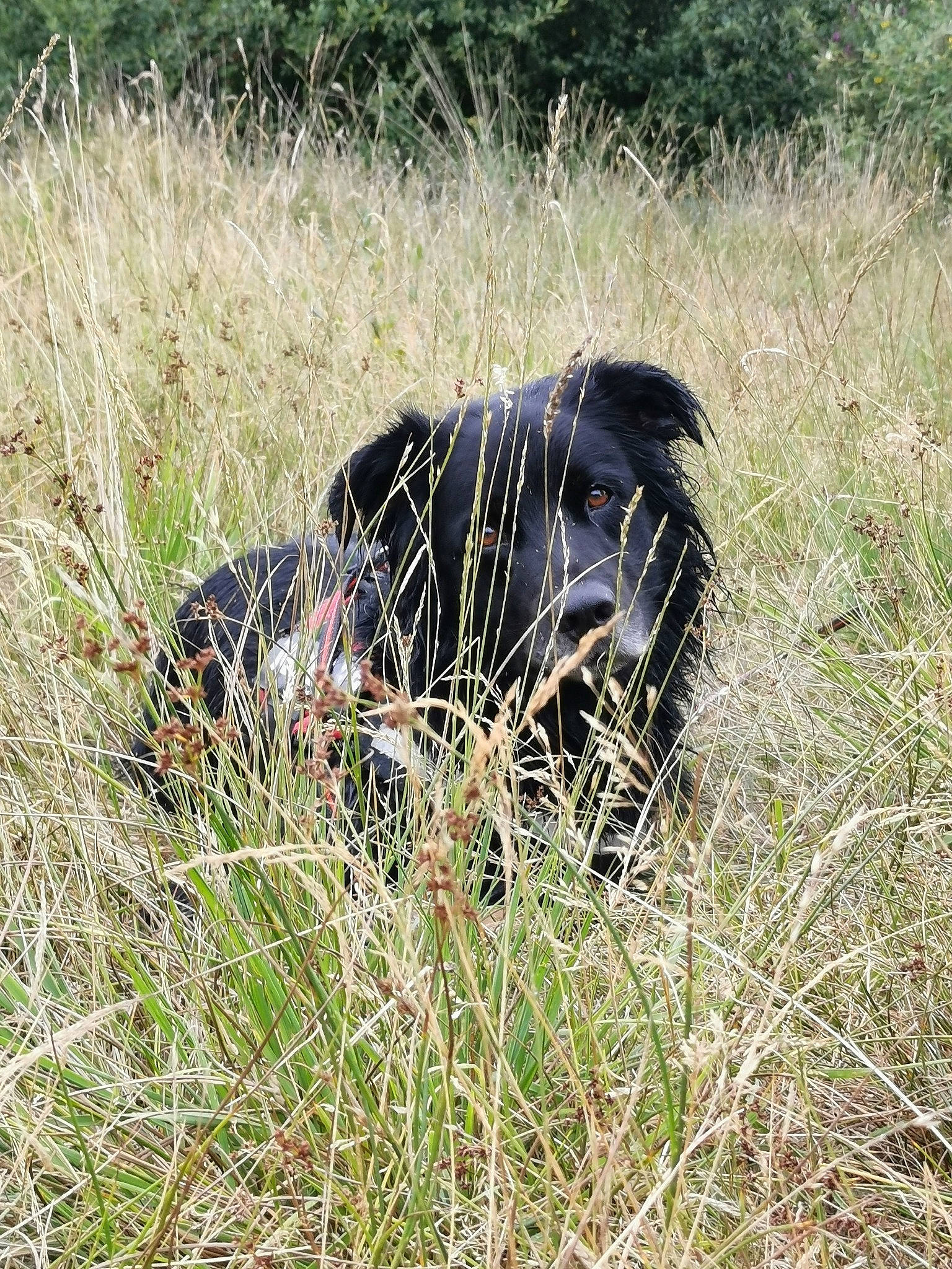 Loki participe au concours pour gagner de l'argent avec cette photo : canidae, carnivore, dog, dog_breed, field_trial, grass, grass_family, grassland, hunting_dog, pasture, plant_community, savanna, shrubland, sporting_group