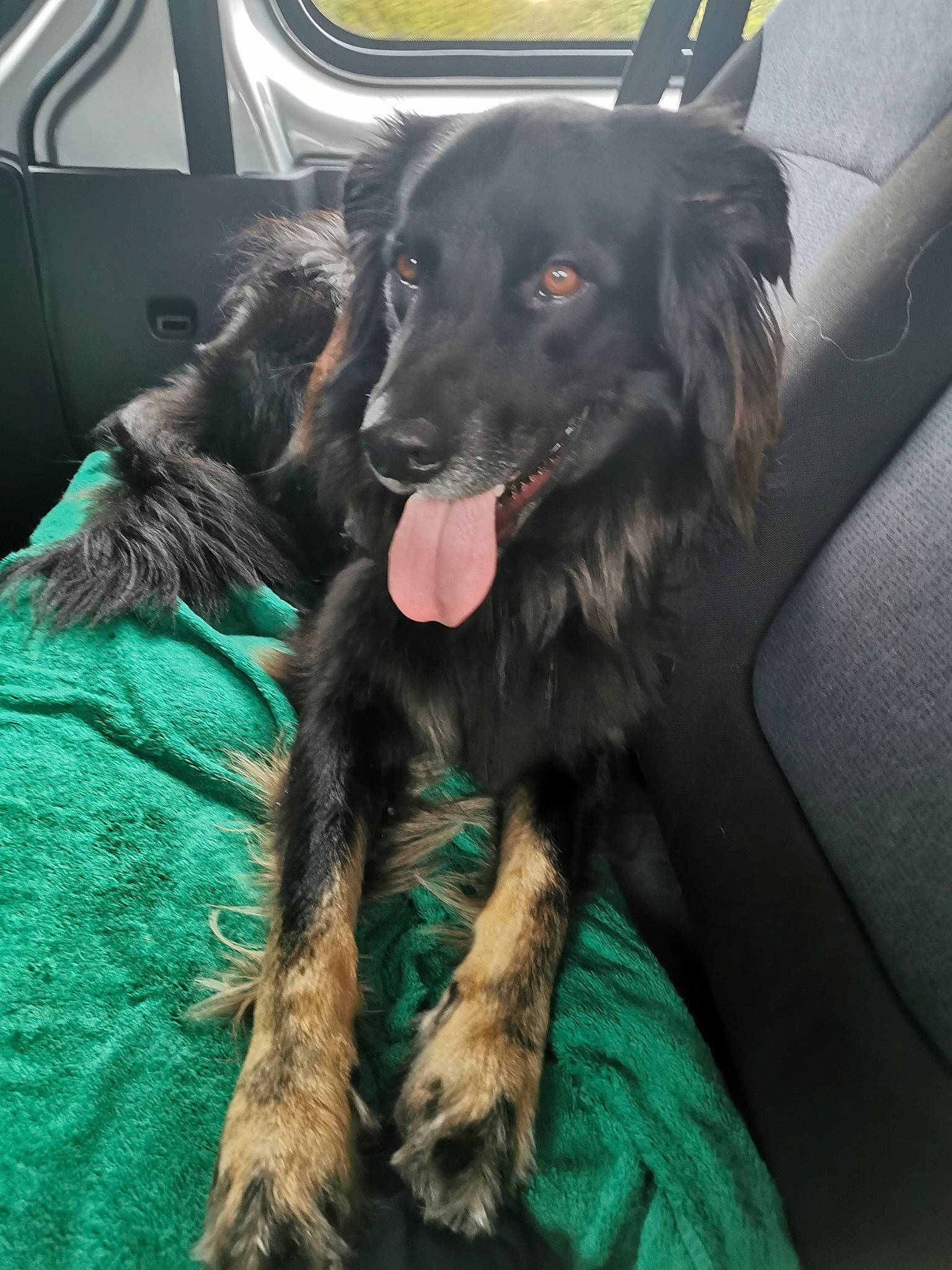 Loki participe au concours pour gagner de l'argent avec cette photo : canidae, carnivore, companion_dog, dog, dog_breed, flat_coated_retriever, mammal, rare_breed_dog, small_greek_domestic_dog, snout, spaniel, sporting_group, vertebrate