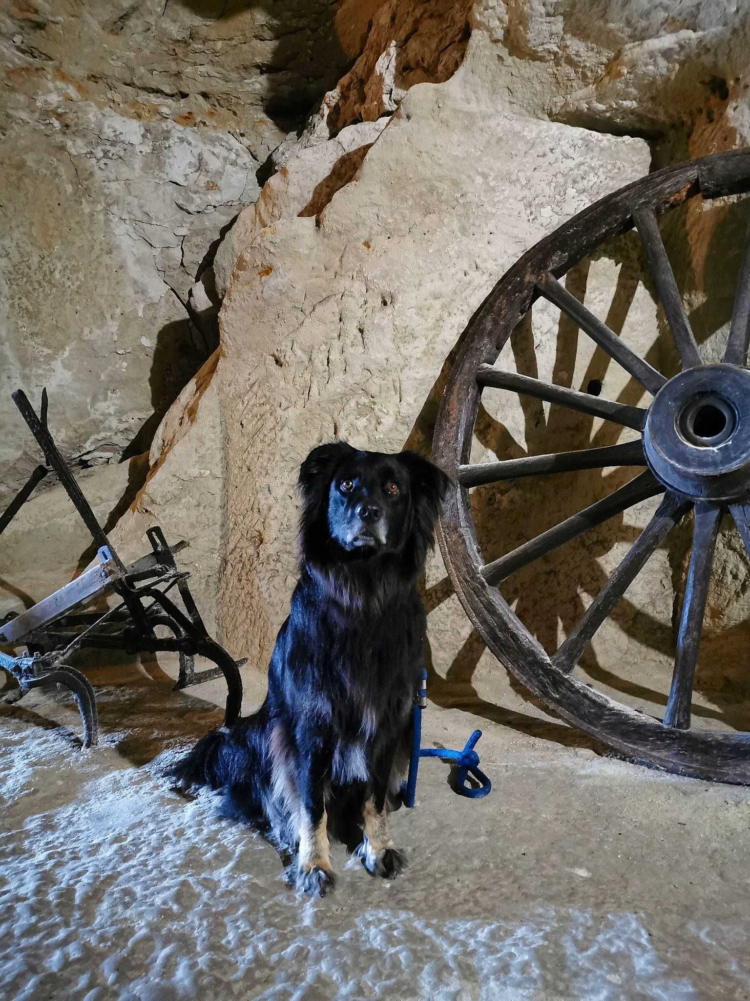 Loki a rejoint le concours — aidez-le/la à gagner de superbes lots ! canidae, carnivore, dog, dog_breed, rim, sporting_group, water, wheel