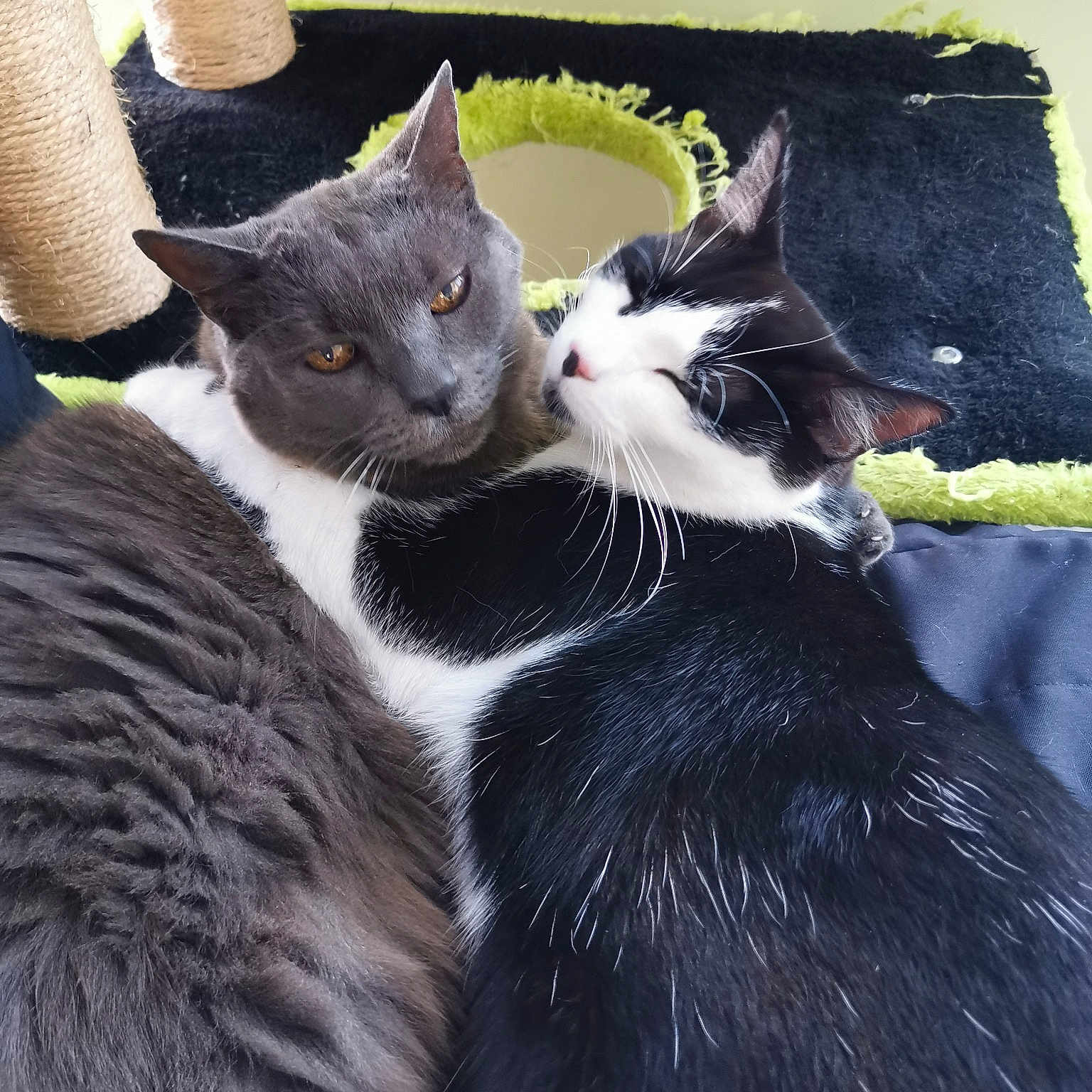 Grizzy Et Odin