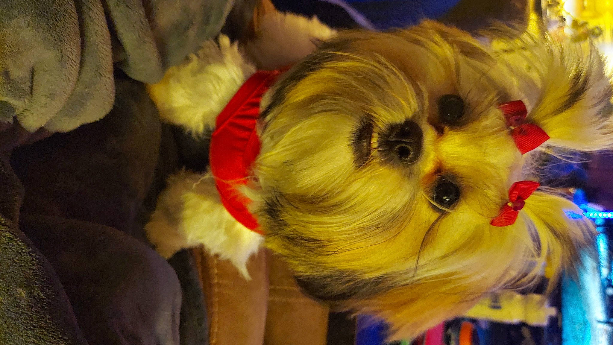 Jimma joined the competition — help win amazing prizes! canidae, carnivore, child, companion_dog, costume, dog_breed, event, eye, eyelash, fashion_accessory, fawn, fur, goggles, hair_coloring, snout, sporting_group, sunglasses, toy, toy_dog, whiskers