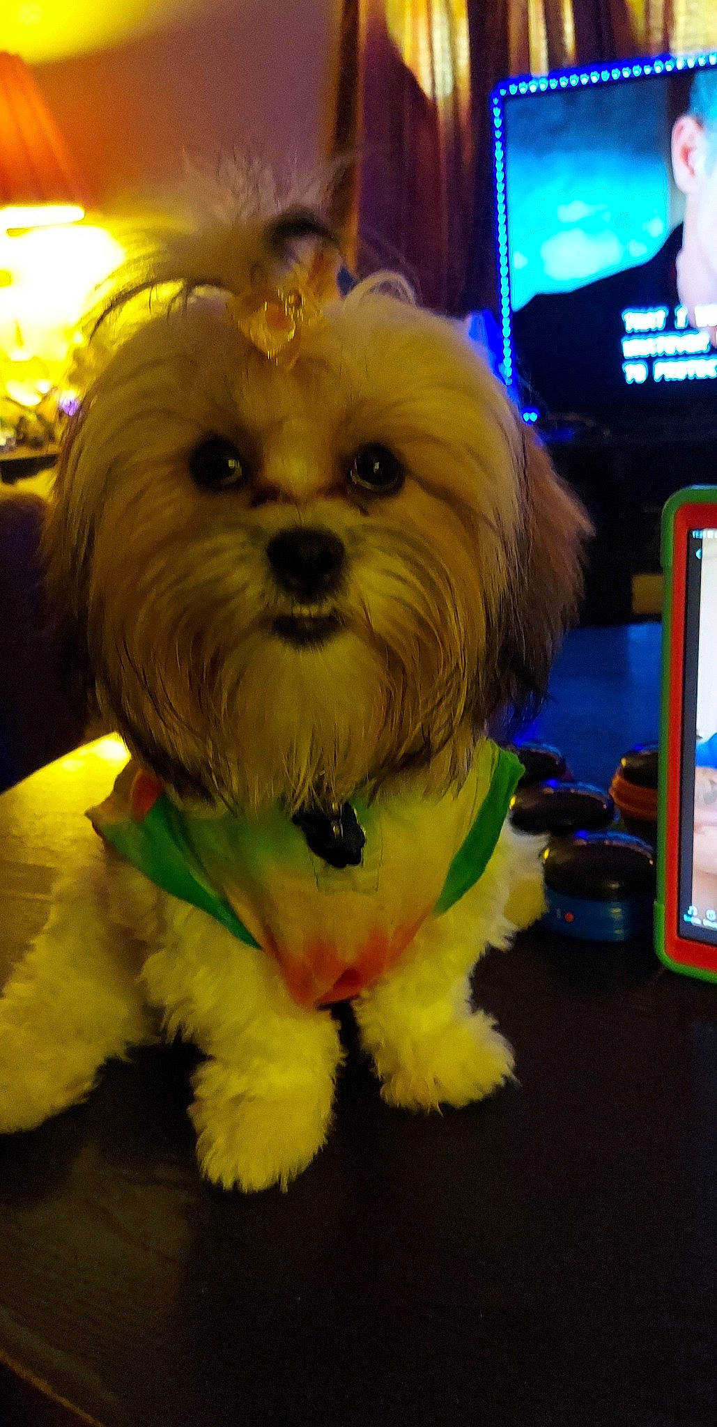 Jimma is registered to the contest to win money with this photo: canidae, carnivore, companion_dog, dog, dog_breed, dog_clothes, dog_supply, fur, maltepoo, non_sporting_group, poodle_crossbreed, puppy, small_terrier, snout, sporting_group, television, terrier, toy_dog, working_animal, yorkipoo