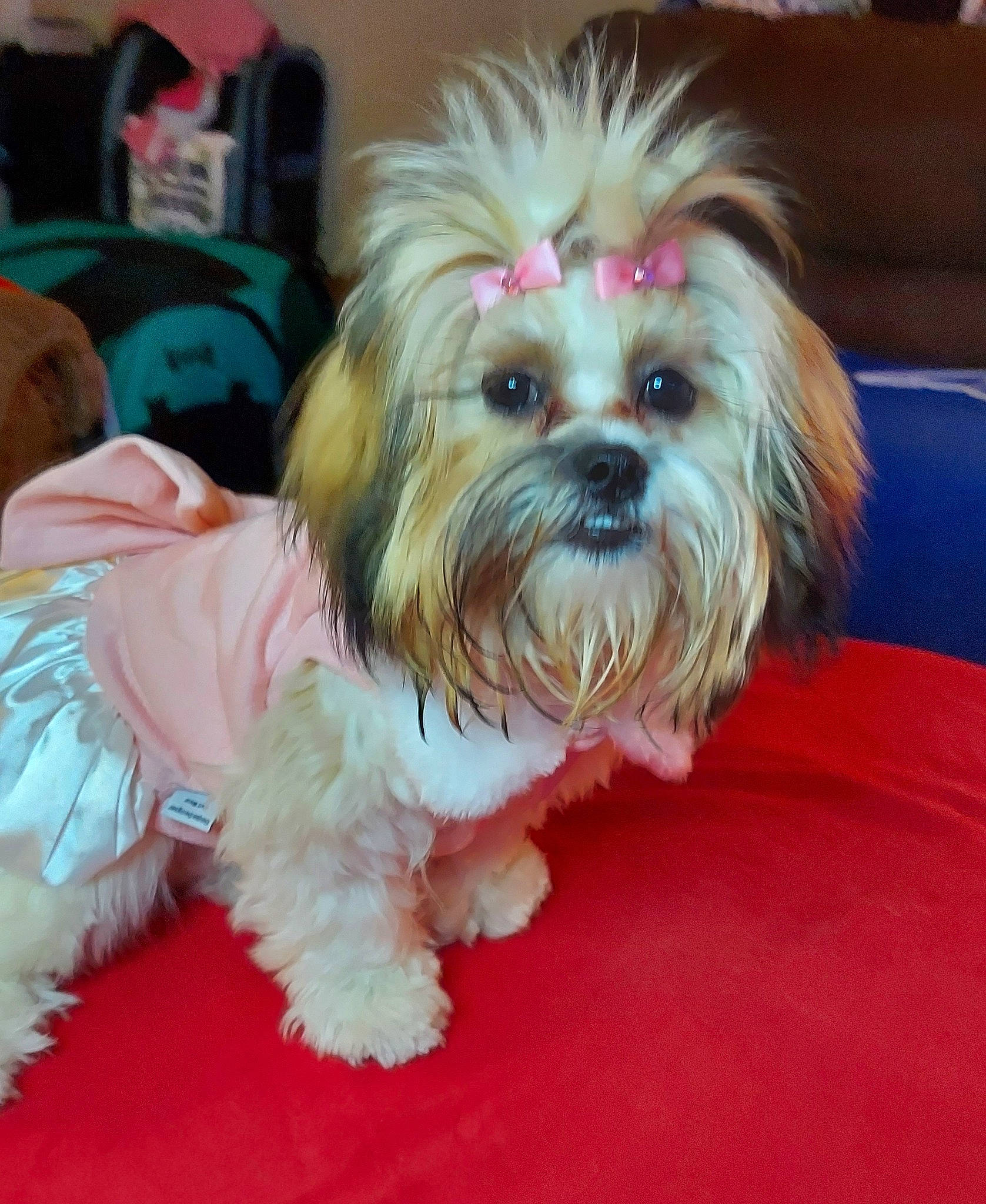 Jimma is registered to the contest to win money with this photo: backpack, canidae, carnivore, companion_dog, dog, dog_breed, dog_clothes, dog_supply, fur, liver, luggage_and_bags, puppy_love, shih_poo, shih_tzu, small_terrier, snout, sporting_group, terrier, toy_dog, working_animal