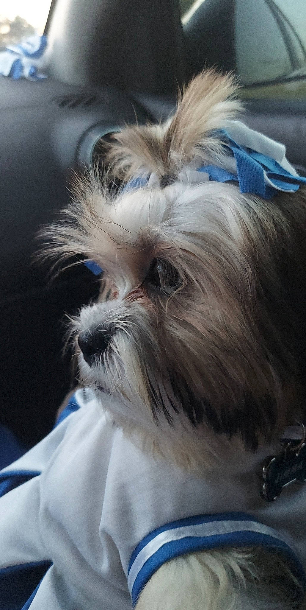 Jimma joined the competition — help win amazing prizes! blue, canidae, carnivore, close_up, companion_dog, dog, dog_breed, dog_supply, ear, fawn, fur, head, liver, shih_tzu, snout, sporting_group, terrestrial_animal, terrier, toy_dog, whiskers