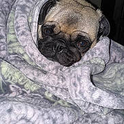 Cooper joined the competition — help win amazing prizes! dog, pug, blanket, cozy, wrapped, face, pet, indoors, fur, animal, snuggled, cute, expression, comfort, warm, texture, resting, portrait, looking, soft