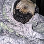 dog, pug, blanket, cozy, wrapped, face, pet, indoors, fur, animal, snuggled, cute, expression, comfort, warm, texture, resting, portrait, looking, soft