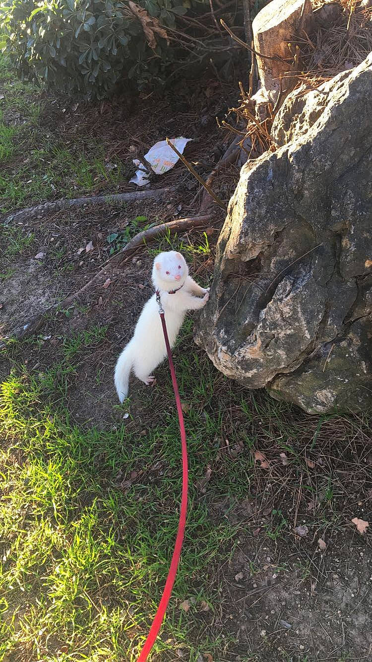 Nala participe au concours pour gagner de l'argent avec cette photo : grass, plant, tail, technology