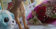 Luna is registered to the contest to win money with this photo: alert, animal, bouquet, chihuahua, cute, decor, flowers, indoor, kitchen, magnet, marble_surface, pet, puppy, refrigerator, small_dog, stuffed_animal, sunlight, table, toy, window