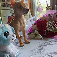 Luna is registered to the contest to win money with this photo: bouquet, chihuahua, cute, decor, domestic, flowers, indoor, kitchen, magnets, marble_pattern, natural_light, notes, pet, plush_toy, puppy, refrigerator, small_dog, stuffed_animal, table, window