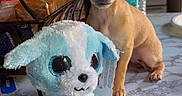 Luna joined the competition — help win amazing prizes! puppy, chihuahua, dog, toy, plush, stuffed_animal, table, kitchen, counter, snack_bags, water_bottle, pet, small_dog, cute, indoor, marble_pattern, ears, eyes, animal, companion