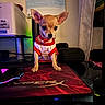 chihuahua, dog, small_dog, pet, animal, indoor, gaming_mousepad, red_clothing, mouse, desk, printer, painting, cute, ears, standing, looking_down, toy, collar, bell, cozy