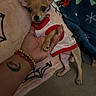 chihuahua, puppy, dog, small_dog, pet, hand, bracelets, tattoo, blanket, couch, clothing, ears, cute, indoors, resting, animal, fingers, soft, cozy, red_trim