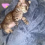 Princesse participe au concours pour gagner de l'argent avec cette photo : kitten, sleeping, blanket, cozy, fur, small, cute, pet, resting, animal, feline, soft, indoors, peaceful, young, ears, paws, nap, comfort, warm