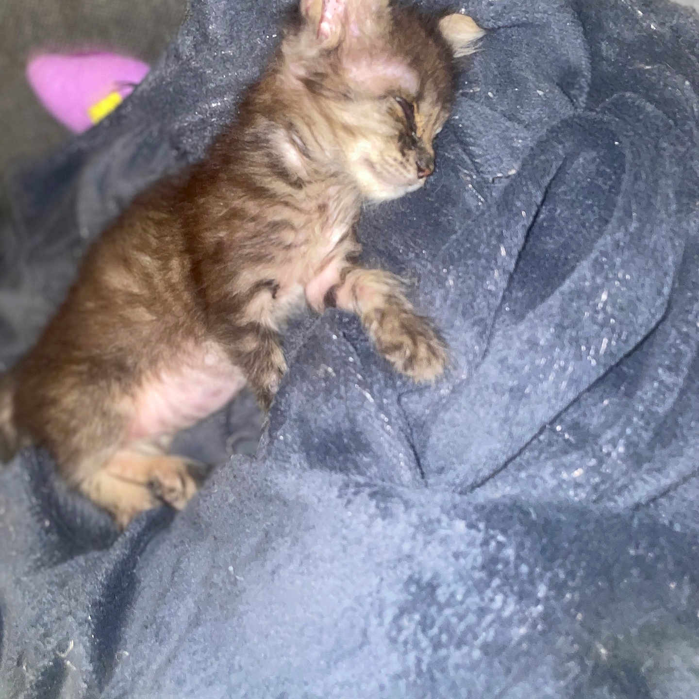 Princesse participe au concours pour gagner de l'argent avec cette photo : animal, blanket, comfort, cozy, cute, ears, feline, fur, indoors, kitten, nap, paws, peaceful, pet, resting, sleeping, small, soft, warm, young