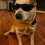 Bam Bam joined the competition — help win amazing prizes! brown_fur, calm, coat, dog, domestic, eyes_covered, fireplace, hardwood_floor, indoor, living_room, muzzle, nose, paws, pet, portrait, sitting, speaker, sunglasses, table, whiskers