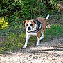 animal, brown_and_white, canine, daytime, dog, forest, gravel, greenery, harness, leaves, nature, outdoor, park, path, pet, shadows, summer, sunlight, trees, walking