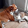 Prada participe au concours pour gagner de l'argent avec cette photo : animal, brown_dog, cat, companion, cuddling, cute, dog, door, floor, fluffy_cat, friendship, furry, gray_cat, indoor, natural_light, pet, relaxed, white_dog, window, wooden_floor