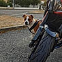 Prada participe au concours pour gagner de l'argent avec cette photo : animal, asphalt, curious, daylight, dog, house, leash, motorcycle, nature, outdoor, parked, pet, quiet, road, sidewalk, street, suburban, tire, tree, vehicle