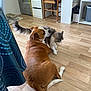dog, cat, wooden_floor, indoor, furniture, chair, curtain, bandana, pet, friendly, nuzzling, brown_dog, white_dog, gray_cat, fluffy_cat, home, cozy, flooring, domestic_animals, companion