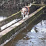 animal, branches, bridge, brown, canine, concrete, daytime, dog, harness, leash, moss, nature, outdoor, park, river, trees, vegetation, walking, water, white