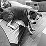 Prada a rejoint le concours — aidez-le/la à gagner de superbes lots ! dog, couch, living_room, floor, pillow, pet, indoor, wooden_floor, television, furniture, blanket, comfort, resting, canine, domestic_animal, home, animal, relaxation, black_and_white, curtain