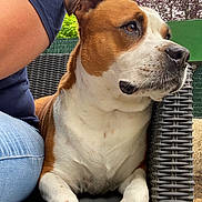 Prada participe au concours pour gagner de l'argent avec cette photo : dog, pet, outdoor, chair, woven_chair, brown_and_white, canine, animal, person_partial, jeans, blue_shirt, garden, fence, tree, relaxed, paw, snout, sitting, companion, daylight