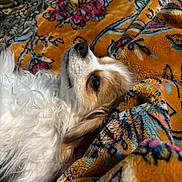 Jake joined the competition — help win amazing prizes! dog, blanket, pattern, fur, cozy, resting, indoor, cute, pet, animal, soft, colorful, comfort, sleepy, closeup, sideview, relaxed, warm, texture, portrait