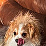 Jake is registered to the contest to win money with this photo: dog, fluffy, tongue, licking, leather_couch, pet, cute, brown, white, fur, indoor, animal, companion, mammal, face, ears, closeup, expression, tongue_out, relaxed