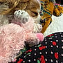 Jake is registered to the contest to win money with this photo: dog, sleeping, stuffed_toy, pink, fluffy, blanket, pattern, cherry, polka_dot, close_up, cute, cozy, resting, fur, toy, animal, indoors, soft, comfort, pet