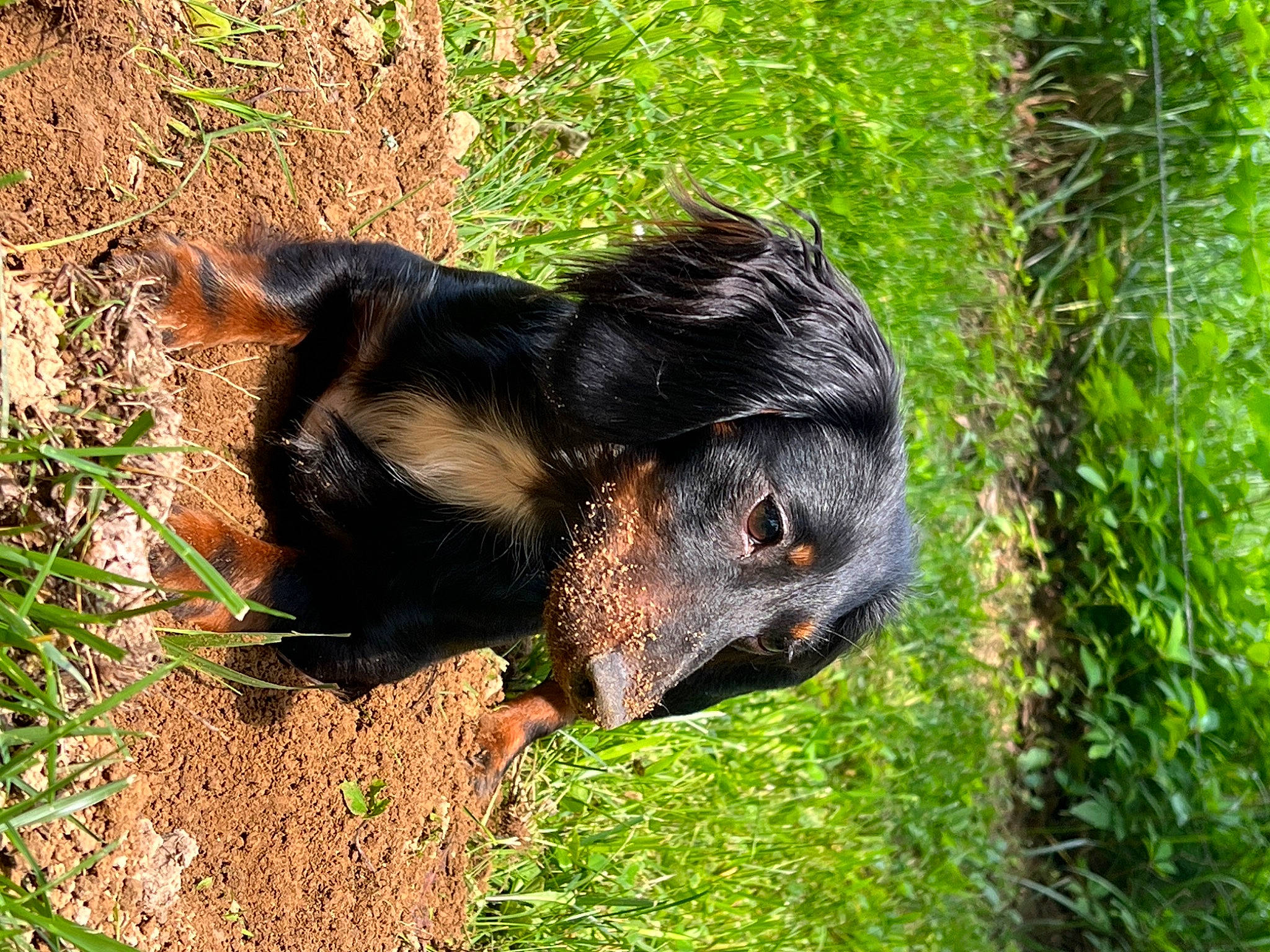 Nila joined the competition — help win amazing prizes! canidae, carnivore, companion_dog, dog, dog_breed, fawn, fur, grass, groundcover, livestock, plant, snout, soil, sporting_group, tail, terrestrial_animal, terrestrial_plant, terrier, whiskers, working_animal