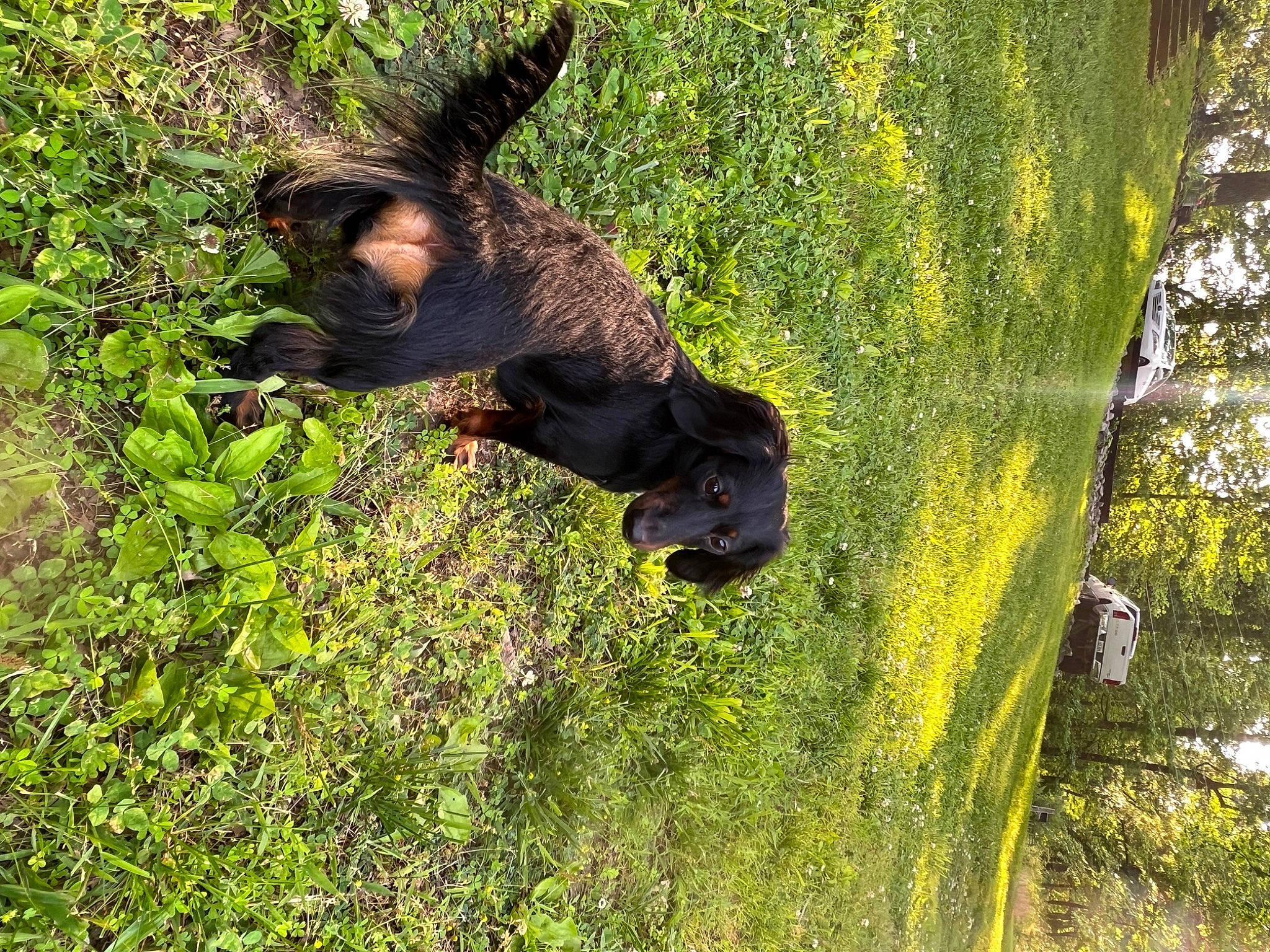 Nila joined the competition — help win amazing prizes! canidae, carnivore, dog_breed, forest, grass, grassland, jungle, landscape, natural_landscape, pasture, people_in_nature, plant, sporting_group, tail, temperate_broadleaf_and_mixed_forest, terrestrial_animal, tree, trunk, wildlife, woodland