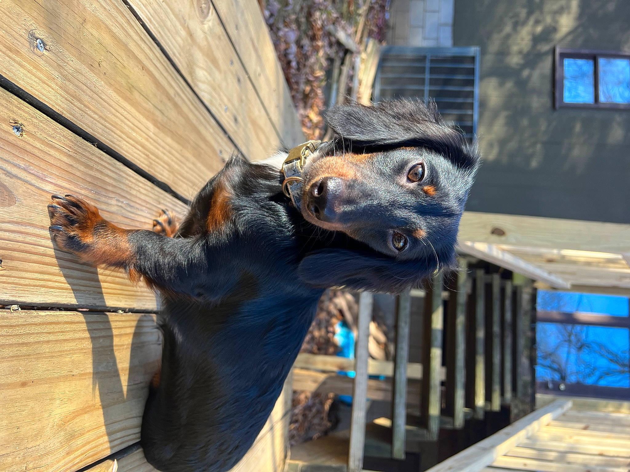 Nila joined the competition — help win amazing prizes! bovine, collar, dog_breed, electric_blue, fawn, fur, goat, goats, hardwood, horn, livestock, sculpture, snout, sporting_group, tail, terrestrial_animal, window, wood, wood_stain, working_animal