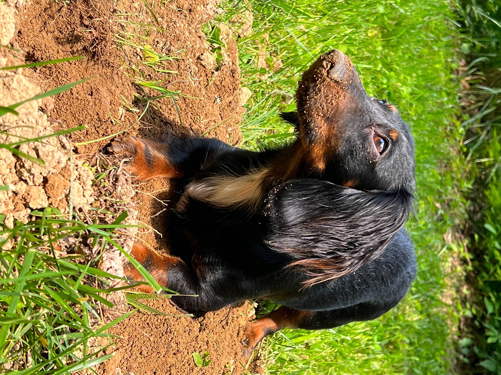 Nila joined the competition — help win amazing prizes! _geese_and_swans, bat, beak, canidae, carnivore, dog_breed, ducks, fur, grass, guard_dog, liver, livestock, paw, plant, snout, sporting_group, terrestrial_animal, trunk, whiskers, wood