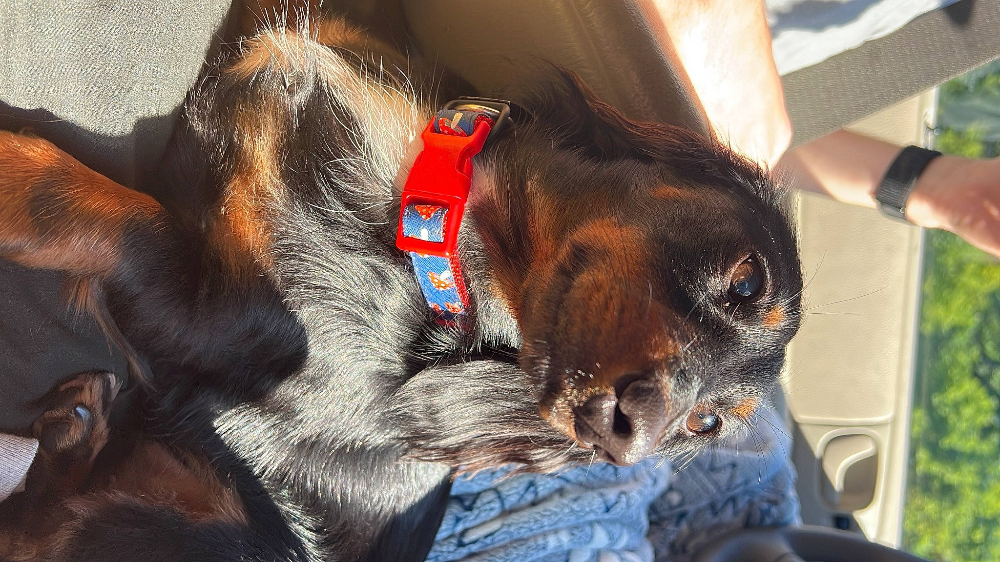 Nila joined the competition — help win amazing prizes! canidae, carnivore, claw, collar, comfort, companion_dog, dog, dog_breed, dog_collar, ear, fawn, fur, liver, paw, pet_supply, snout, sporting_group, whiskers, working_animal, working_dog