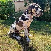 Barry White participe au concours pour gagner de l'argent avec cette photo : dog, puppy, great_dane, spotted_coat, grass, backyard, sunlight, greenery, house, fence, plants, outdoor, pet, animal, sitting, ears, paw, nature, daylight, canine