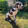 dog, puppy, great_dane, spotted_coat, grass, backyard, sunlight, greenery, house, fence, plants, outdoor, pet, animal, sitting, ears, paw, nature, daylight, canine