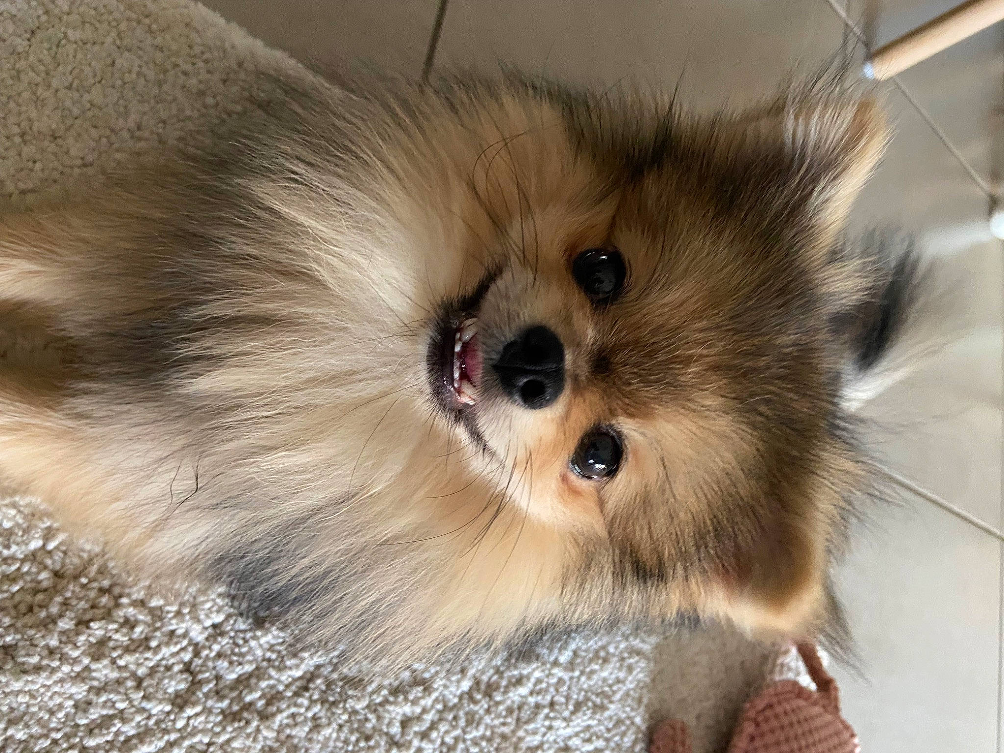 Marley participe au concours pour gagner de l'argent avec cette photo : canidae, carnivore, companion_dog, dog, dog_breed, dog_supply, ear, fawn, fur, german_spitz, german_spitz_klein, german_spitz_mittel, snout, spitz, sporting_group, terrestrial_animal, toy_dog, volpino_italiano, whiskers, working_animal