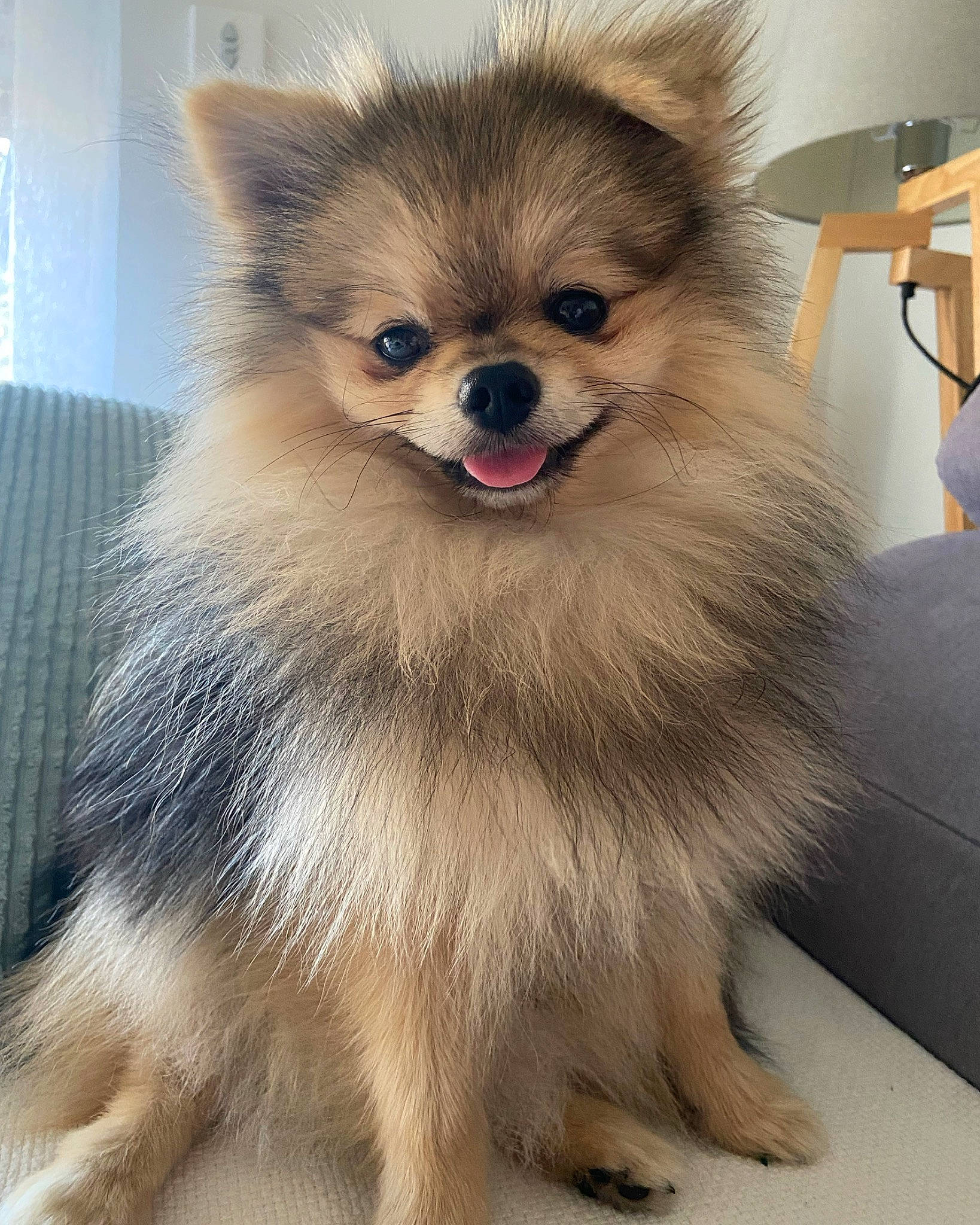 Marley participe au concours pour gagner de l'argent avec cette photo : canidae, carnivore, companion_dog, dog, dog_breed, dog_supply, fawn, fur, german_spitz, german_spitz_klein, german_spitz_mittel, pomeranian, smile, snout, spitz, sporting_group, toy_dog, volpino_italiano, whiskers, working_animal