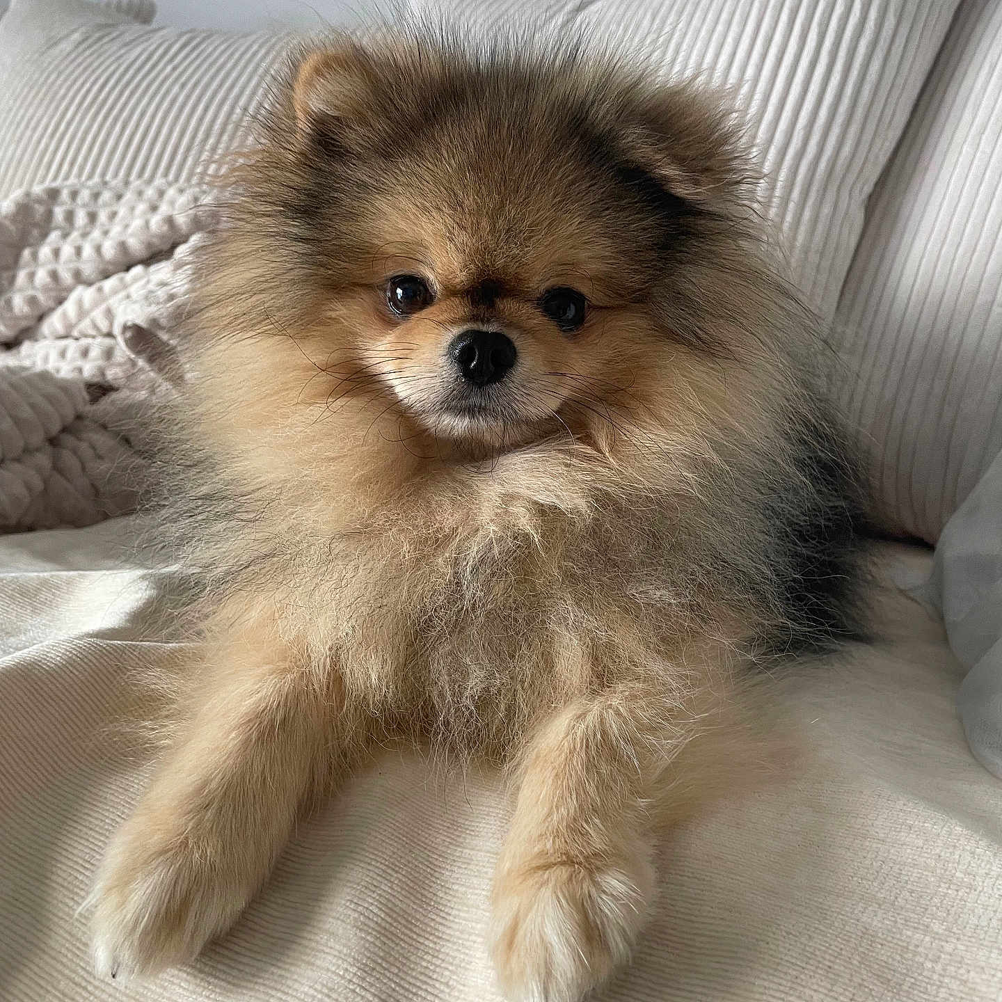 Marley participe au concours pour gagner de l'argent avec cette photo : animal, blanket, canine, cat, chow, cockerspaniel, couch, cushion, dog, eskimodog, fox, furniture, homedecor, indoors, kitten, papillon, pet, pillow, puppy, snout