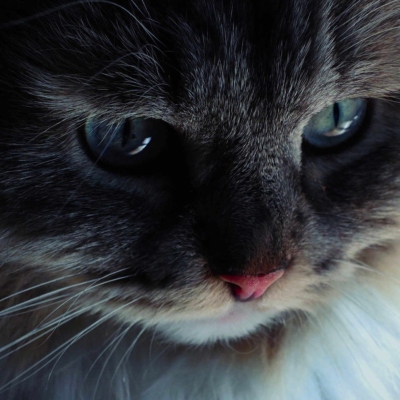 Mila joined the competition — help win amazing prizes! abyssinian, angora, animal, bodypart, brasssection, cat, horn, kitten, manx, mouth, musicalinstrument, person, pet, siamese, snout, tongue