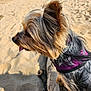 Fiona a rejoint le concours — aidez-le/la à gagner de superbes lots ! animal, beach, canine, close_up, daylight, dog, driftwood, fur, harness, nature, outdoor, pet, portrait, sand, shadow, side_profile, sitting, small_dog, sunny, tongue
