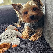 Fiona participe au concours pour gagner de l'argent avec cette photo : animal, companion, couch, curious, cute, dog, ears, face, fluffy, fur, indoor, light, pet, plush_toy, resting, rug, small_dog, toy, window, yorkshire_terrier