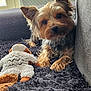 animal, companion, couch, curious, cute, dog, ears, face, fluffy, fur, indoor, light, pet, plush_toy, resting, rug, small_dog, toy, window, yorkshire_terrier