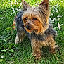 Fiona a rejoint le concours — aidez-le/la à gagner de superbes lots ! adorable, alert, animal, canine, cute, daisy, daylight, dog, ears_up, flower, fur, grass, greenery, mammal, nature, outdoor, pet, small_dog, standing, yorkshire_terrier
