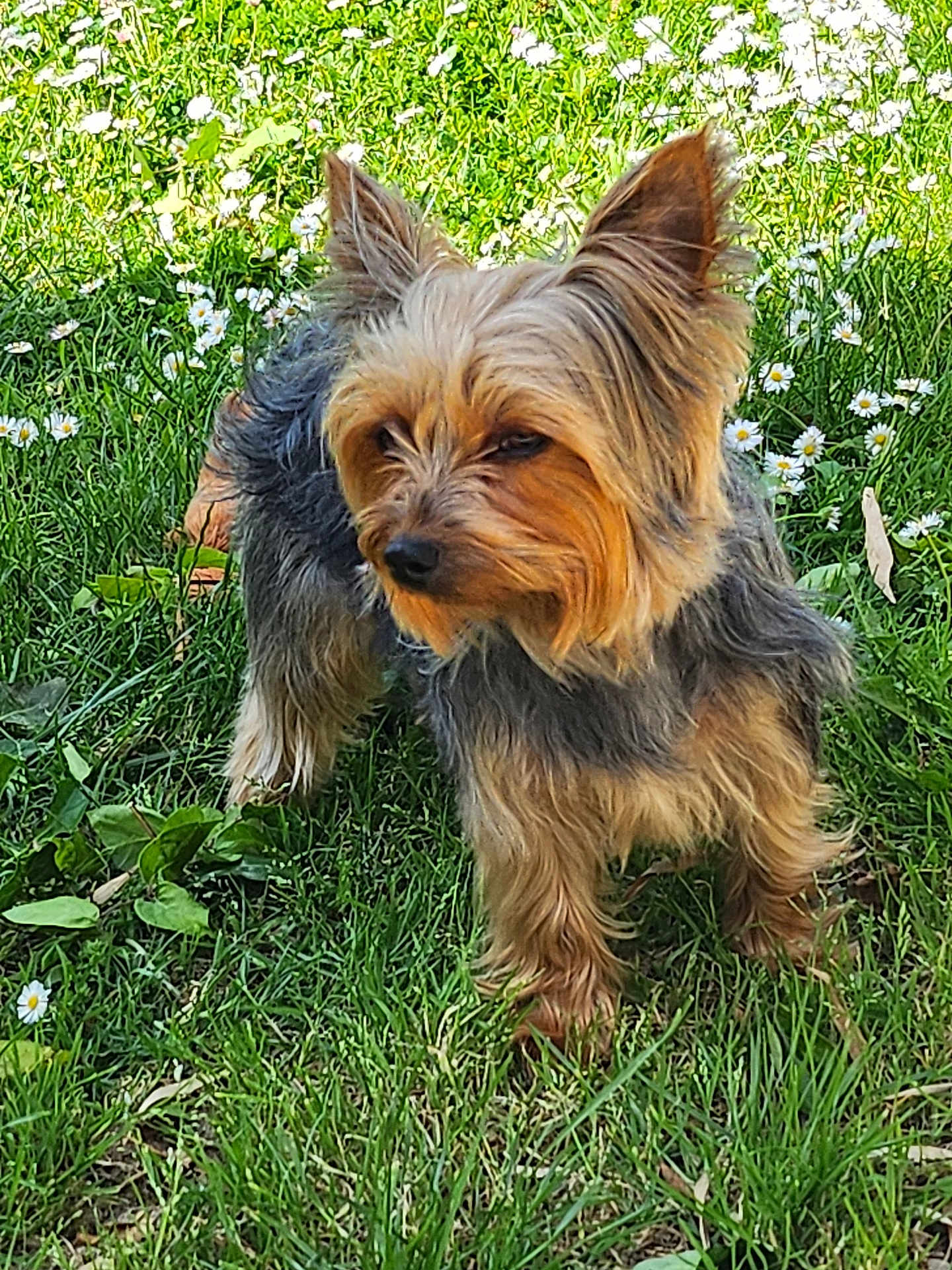 Fiona