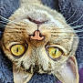 cat, close_up, face, yellow_eyes, whiskers, pink_nose, fur, pet, animal, cute, portrait, tabby, ears, texture, upside_down, indoor, feline, soft, detail, cozy